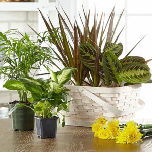 Florist Designed Blooming & Green Plants