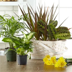 Florist Designed Blooming & Green Plants