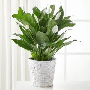 A New Leaf Peace Lily - Deluxe — Deluxe