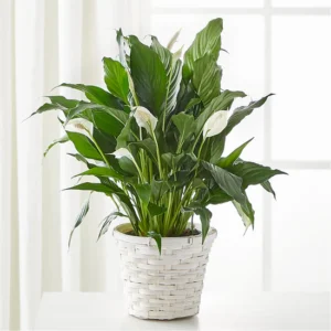 A New Leaf Peace Lily - Standard — Standard